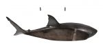 Wall Mounted Great White Shark 6ft - Image 4